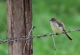 Northern Scrub Flycatcher