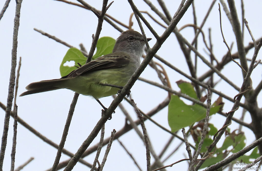 Tyranneau des palétuviers