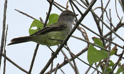 Tyranneau des palétuviers