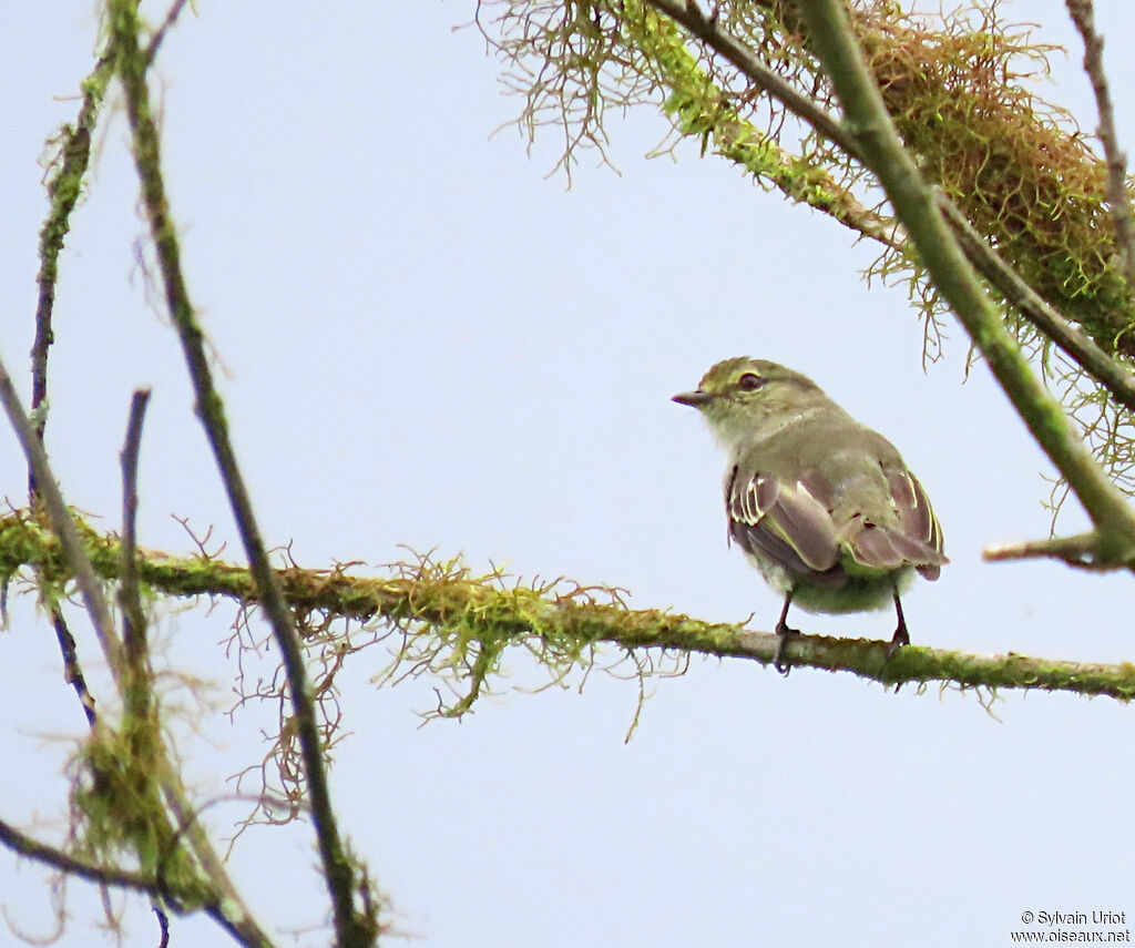 Tyranneau du Chocó