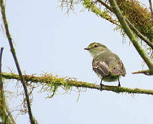 Choco Tyrannulet