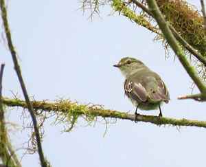 Tyranneau du Chocó