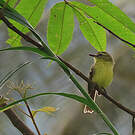 Tyranneau flavéole