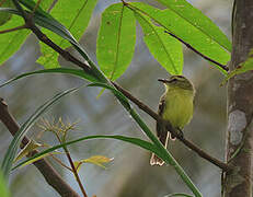 Yellow Tyrannulet