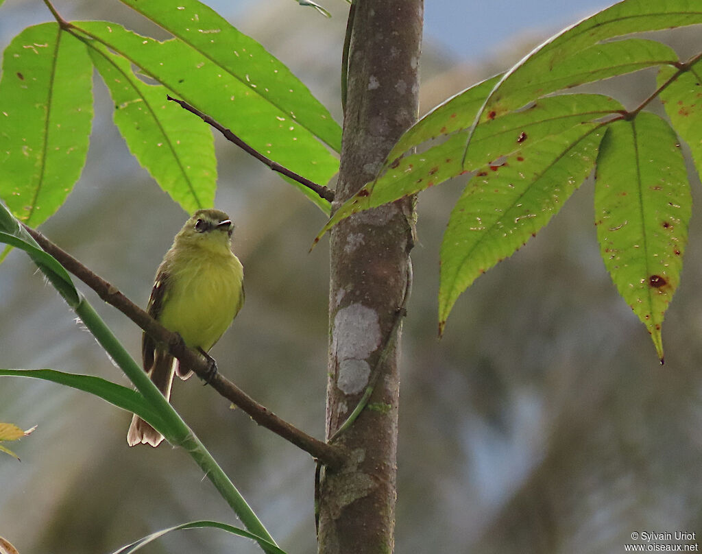 Yellow Tyrannulet