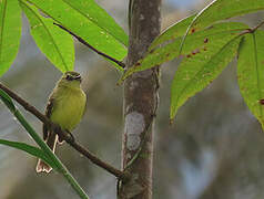 Yellow Tyrannulet