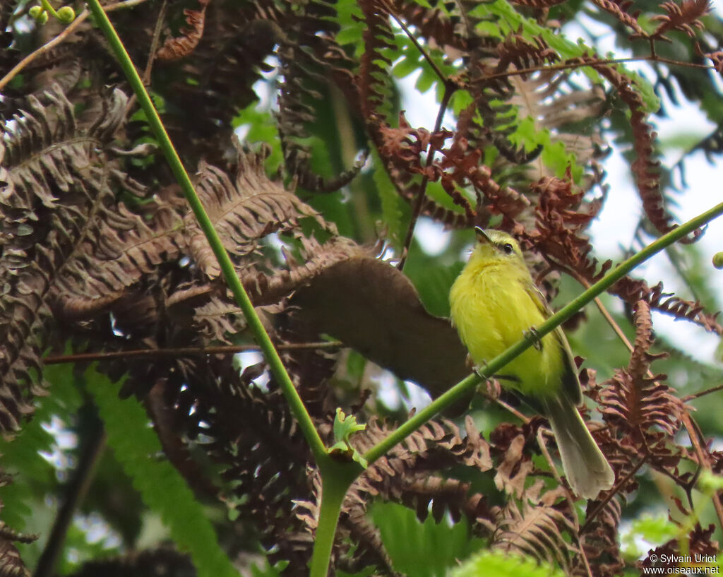 Tyranneau flavéoleadulte