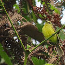 Tyranneau flavéole