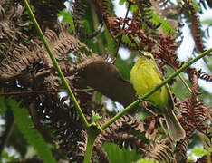 Yellow Tyrannulet