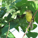 Tyranneau flavéole