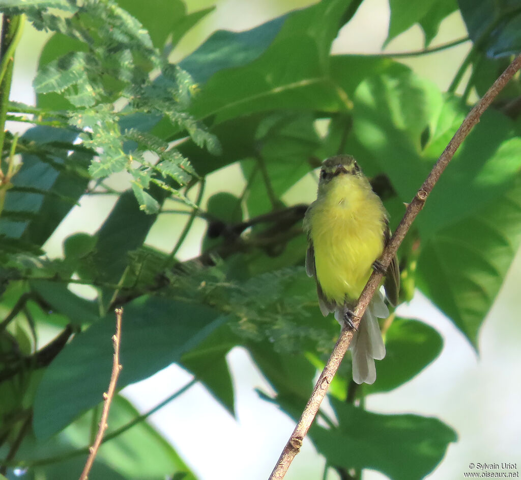 Tyranneau flavéole