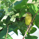 Tyranneau flavéole