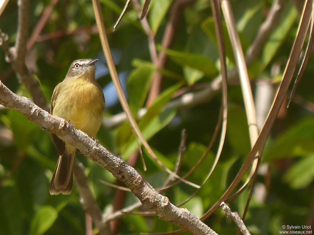 Pale-tipped Inezia