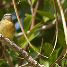 Tyranneau frangé