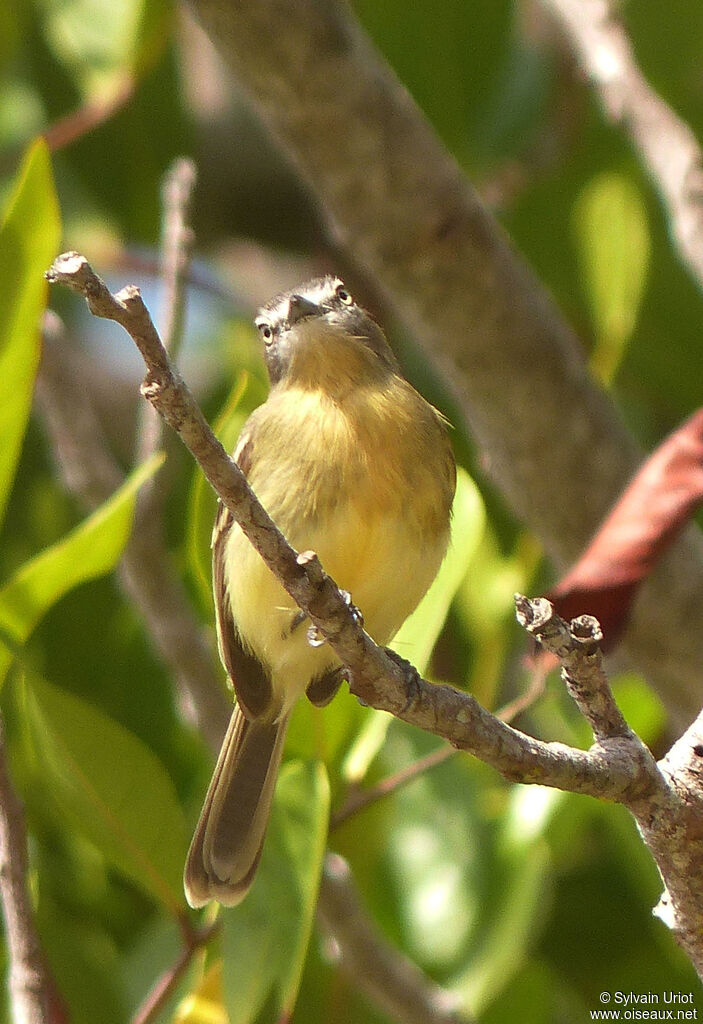 Pale-tipped Inezia