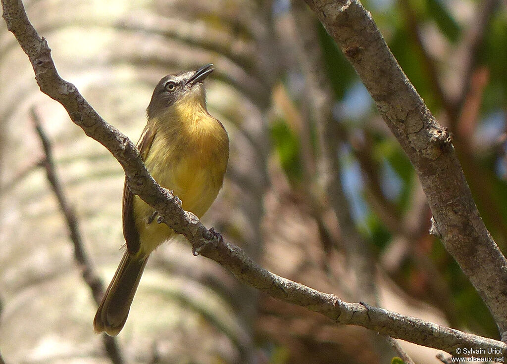 Pale-tipped Inezia