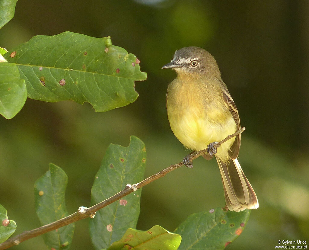 Pale-tipped Inezia