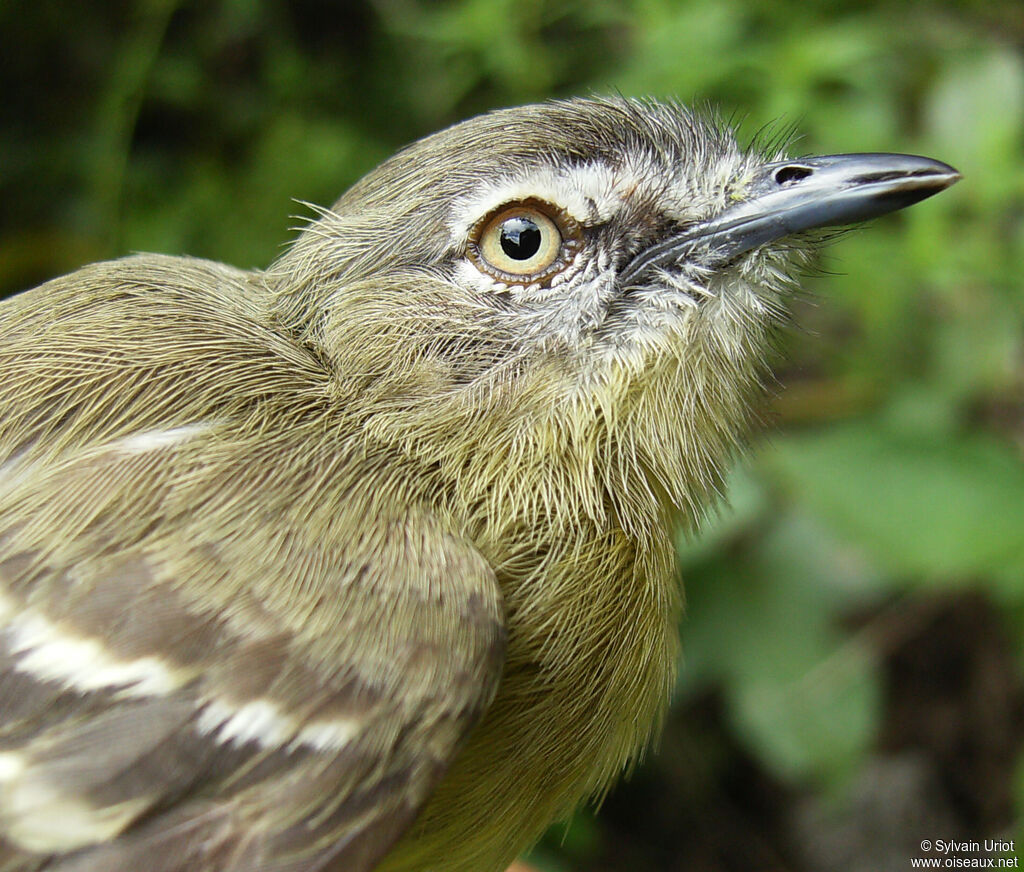 Pale-tipped Inezia