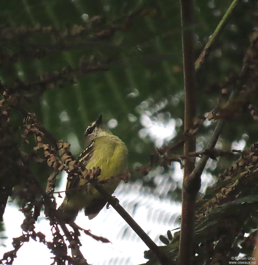 White-lored Tyrannulet