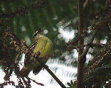 White-lored Tyrannulet