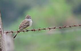 Amazonian Scrub Flycatcher