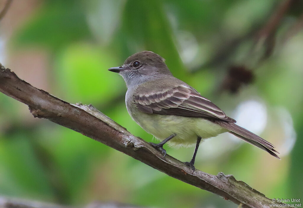 Amazonian Scrub Flycatcheradult