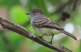 Amazonian Scrub Flycatcher