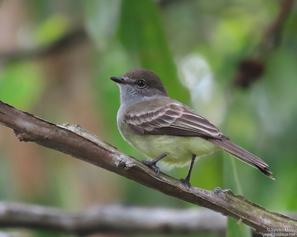 Amazonian Scrub Flycatcheradult