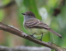 Amazonian Scrub Flycatcher