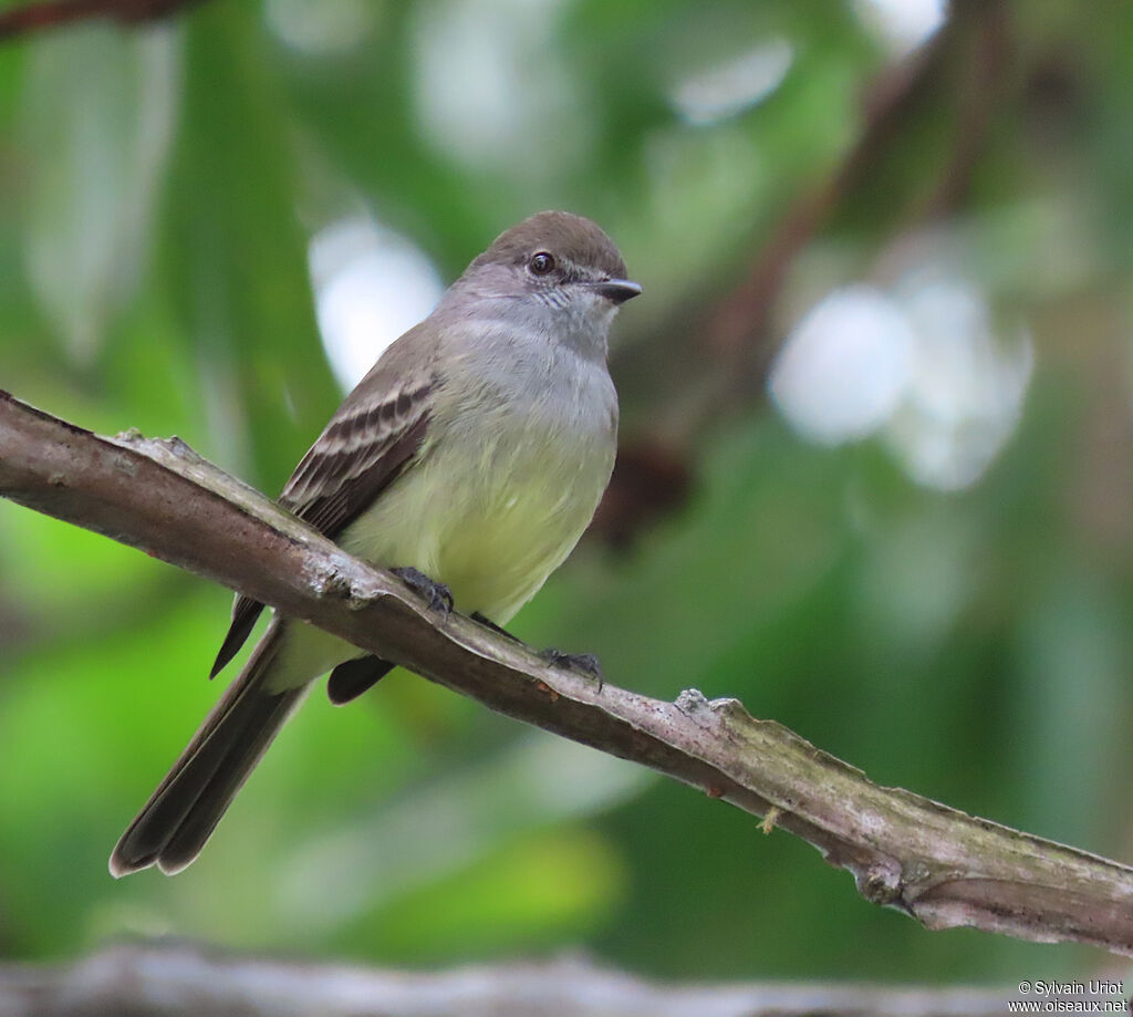 Amazonian Scrub Flycatcheradult