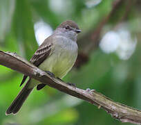 Amazonian Scrub Flycatcher