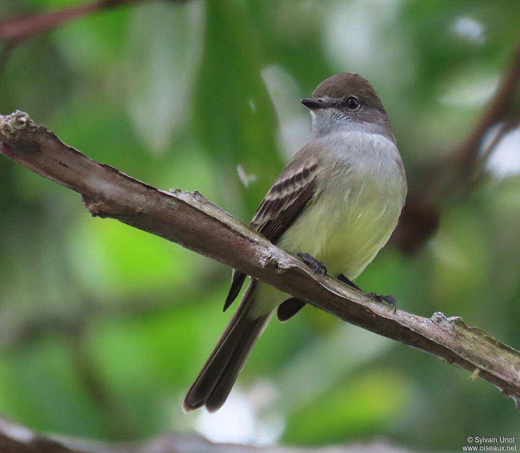 Amazonian Scrub Flycatcheradult