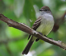 Amazonian Scrub Flycatcher