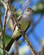 Amazonian Scrub Flycatcher