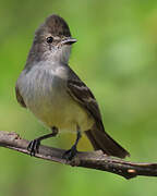 Amazonian Scrub Flycatcher
