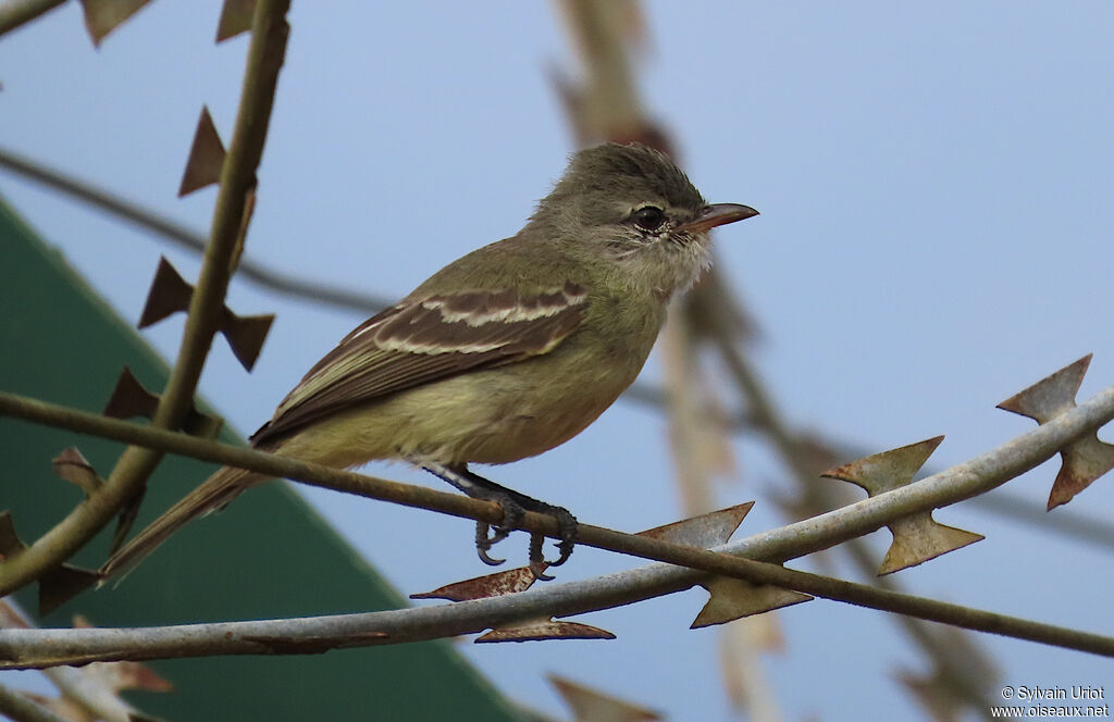 Tyranneau passegrisadulte