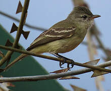 Tyranneau passegris