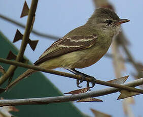 Tyranneau passegris