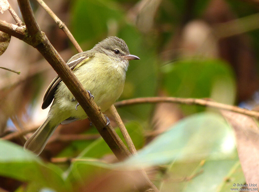 Southern Beardless Tyrannulet