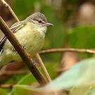 Tyranneau passegris
