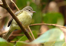 Southern Beardless Tyrannulet