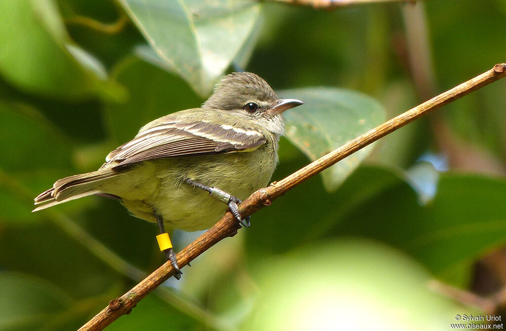 Southern Beardless Tyrannulet