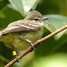 Tyranneau passegris