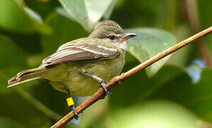 Southern Beardless Tyrannulet