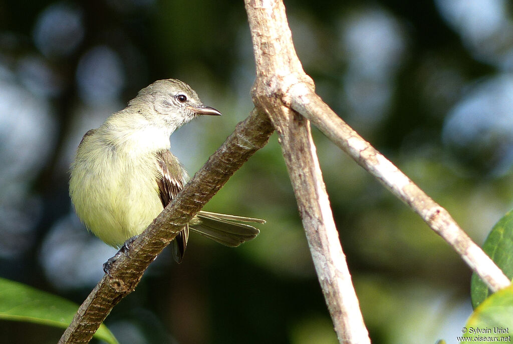 Southern Beardless Tyrannulet