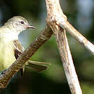 Tyranneau passegris