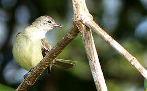 Southern Beardless Tyrannulet