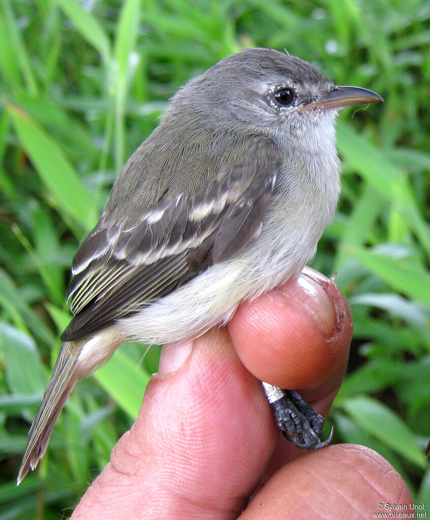 Southern Beardless Tyrannulet