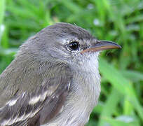 Southern Beardless Tyrannulet