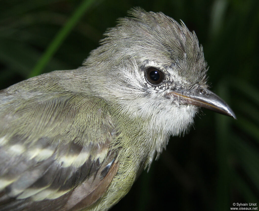 Southern Beardless Tyrannulet